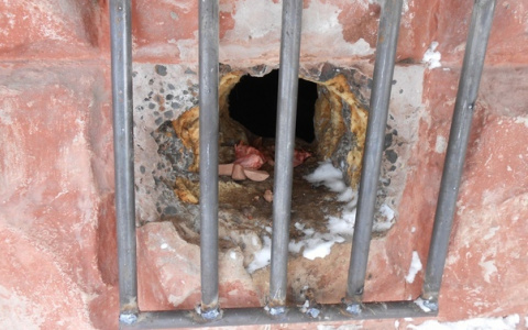 Сыктывкарцы в панике: в подвале жилого дома замуровали кошек