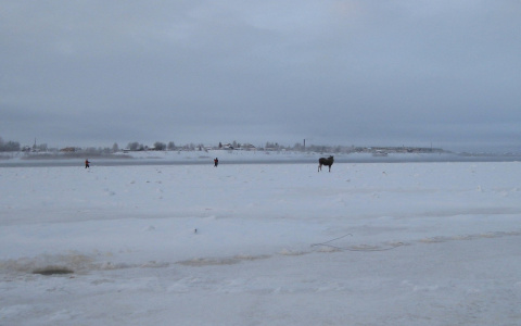 Жестокое убийство лосихи, которую спасли в Коми, останется безнаказанным
