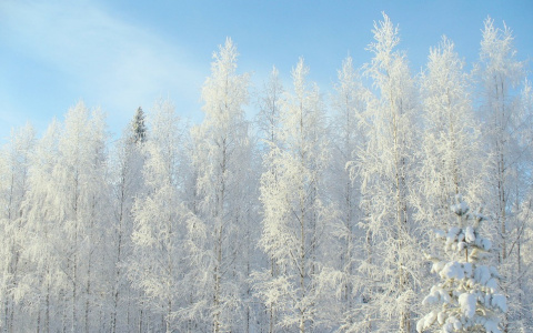 Синоптики рассказали, какая погода будет в Коми на рабочей неделе
