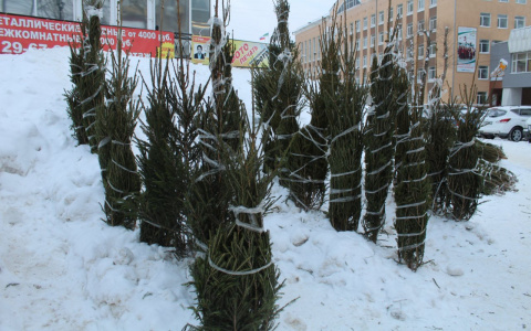 Как выбрать живую новогоднюю елку в Сыктывкаре: полезные советы