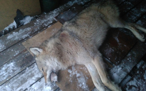 Выяснилось, сколько волков застрелили в Коми за 2018 год