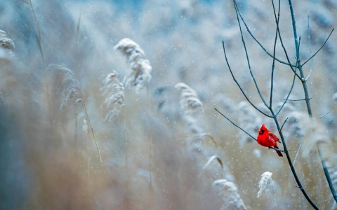 Погода в Сыктывкаре на 29 декабря: предновогодние холода обещают быть суровыми