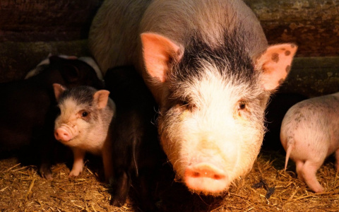 Гороскоп на 2019 год: узнайте, какие сюрпризы готовит вам земляная Свинья