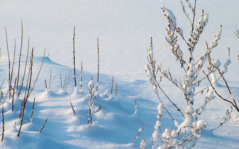 Синоптики рассказали, какая погода будет в Коми на Рождество