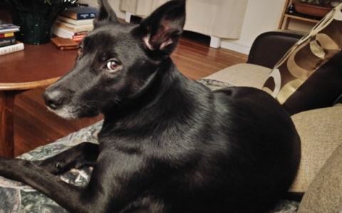 Собака, которую забрали из приюта в Коми, нашла хозяев в Нью-Йорке