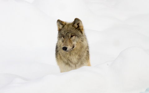 В Сыктывкаре заметили двух огромных волков