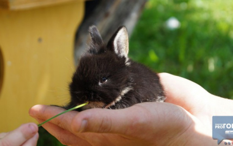 В одном из поселков Коми собаки убили десятки домашних кроликов