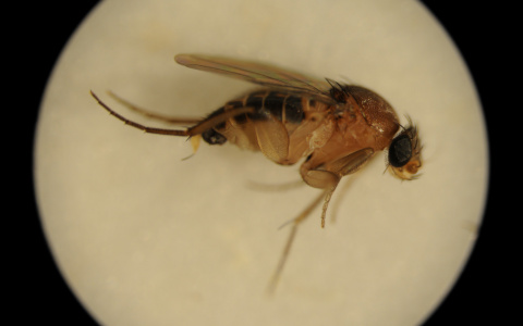 В Коми обнаружили насекомое, которое переносит опасное заболевание