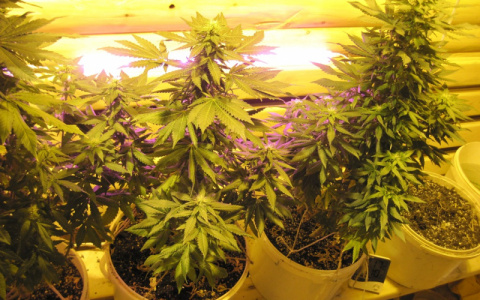 Во все тяжкие: житель Коми сделал из бани теплицу для запрещенных растений