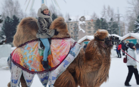 Фото дня: катание на верблюде посреди зимы в центре Сыктывкара