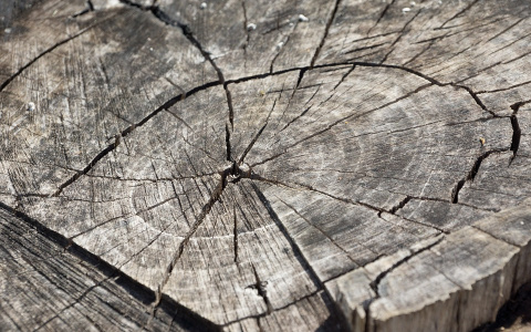 «Как тебе такое, Илон Маск?»: жителям Коми разрешили собирать валежник