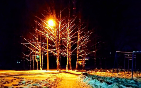 Фото дня в Сыктывкаре: красивая подсветка зимнего дерева