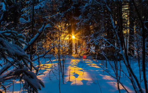 Фото дня: закат в зимнем лесу в Сыктывкаре