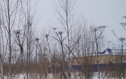 Вечная борьба: в Коми хотят ввести штраф за борщевик