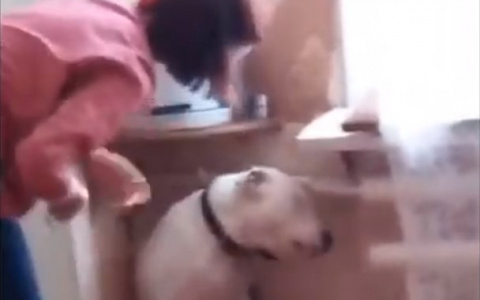 В Коми живодерка избивала собаку металлическим ошейником и стала «звездой» Интернета (видео)