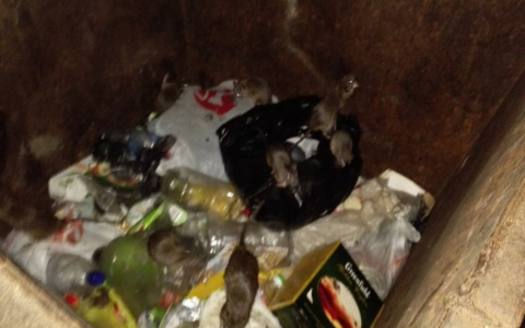 За полгода жителей Коми чаще всего кусали не собаки, а крысы и мыши