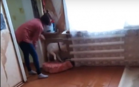 Сыктывкарцы о живодерке, которая избивала собаку: «В психушку на лечение эту девочку»