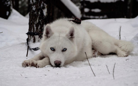 Фото дня: милые собаки на отдыхе в Сыктывкаре