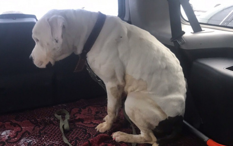 Собаку, которую избивала живодерка из Коми, забрали старые хозяева