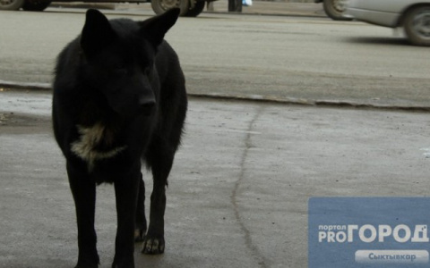 5 простых советов, как в Сыктывкаре помочь бездомным животным в морозы