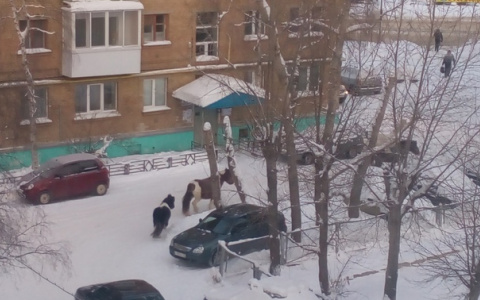 В Коми женщине пришлось убегать от разъяренных лошадей в центре города