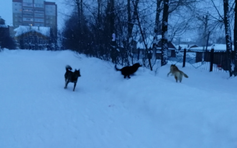 В одном из городов Коми бродячие собаки держат в страхе школу