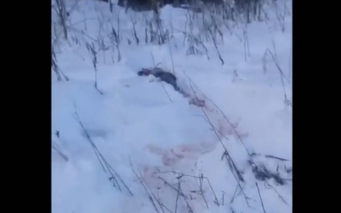 В Сыктывкаре заметили волков: хищники разодрали собаку (видео)