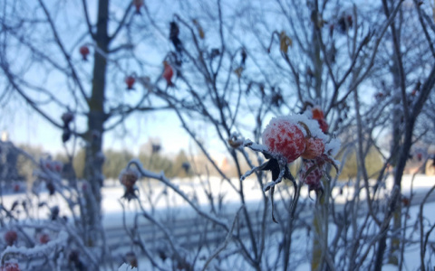 Погода в Сыктывкаре на 1 февраля: небольшое похолодание и снег