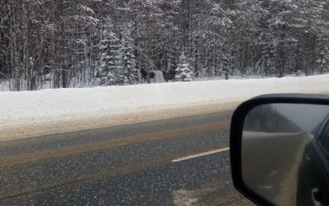 Сыктывкарец встретил стадо лосей посреди зимнего леса (фото, видео)