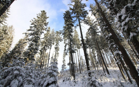 Погода в Сыктывкаре на 6 февраля: снегопады прекратятся, а ветер стихнет