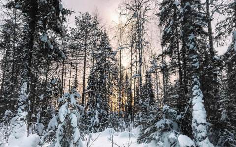 Фото дня от сыктывкарки: зимняя сказка в заснеженном лесу