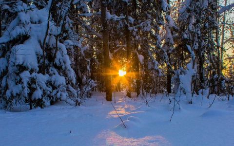 Фото дня в Сыктывкаре: солнце пробивается сквозь заснеженные ветви деревьев