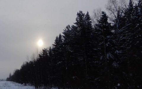 Фото дня в Сыктывкаре: опушка зимнего леса