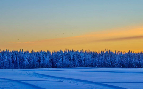 Фото дня от сыктывкарца: еловый лес на закате