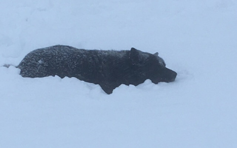 В Сыктывкаре неизвестные убили агрессивного дворового пса