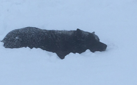 Сыктывкарцы о неизвестных, которые убили собаку: «Есть люди хуже животных»