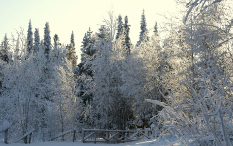 В Коми спасатели искали двух маленьких детей, которые потерялись в зимнем лесу
