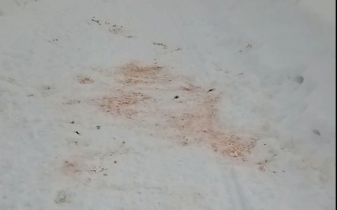 В одном из поселков Коми стая волков выпотрошила домашнюю собаку (видео)