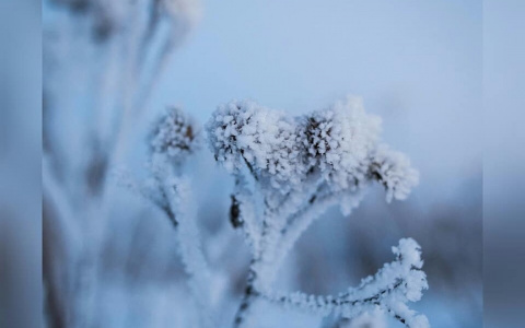 Фото дня: морозные узоры на ветках в сыктывкарском лесу