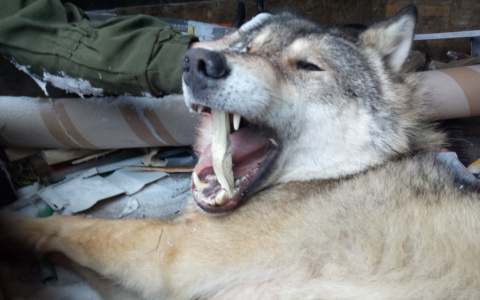 В Минприроды Коми размышляют о награде за отстрел волков