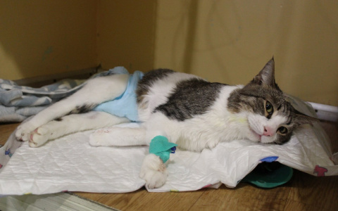 Кот не может двигать лапками: это лечится?