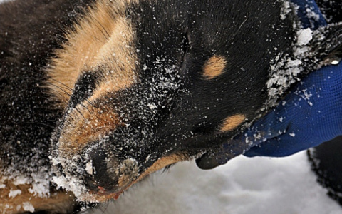 Сыктывкарцы о неизвестных, которые сбили насмерть собаку у приюта: «В этих нелюдях нет ничего человечного»