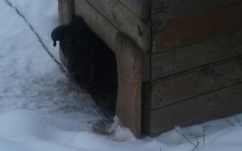 В Сыктывкаре бросили на цепи собаку, теперь она умирает от голода