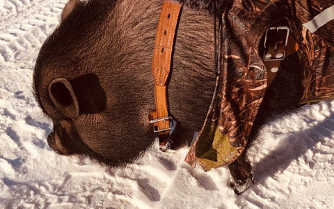 «Кто, кто? Кабан в пальто!»: в Коми необычный домашний питомец прославился на весь город (фото)