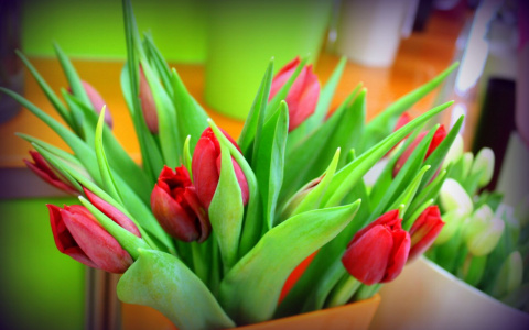 Готовимся к 8 Марта: цены на тюльпаны, розы и мимозы в десяти магазинах Сыктывкара