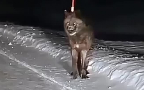 В Коми сняли на камеру волка-странника, который путешествует по всему региону