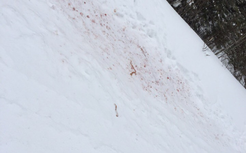 В сыктывкарском поселке стая волков растерзала собаку (фото)