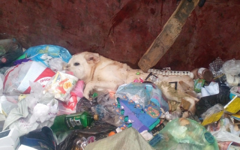 Итоги недели в Коми: жестокая расправа над псом, наглый таксист и волк-странник