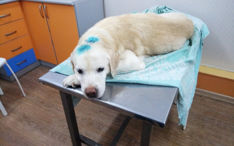 Хозяев пса, которого выкинули в мусорный контейнер в Сыктывкаре, нашли