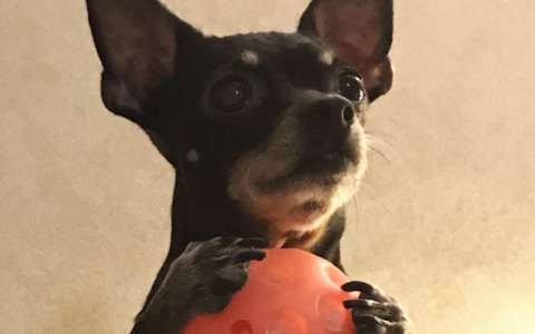 В Сыктывкаре агрессивная собака растерзала той-терьера на глазах у хозяйки